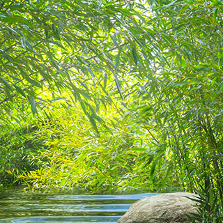 bambus-utilisados-para-a-despoluicao-da-agua