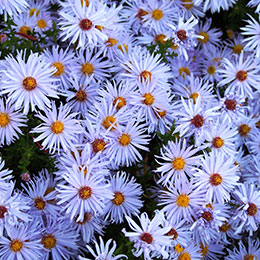 aster-de-outono-aster-dumosus