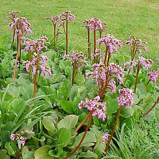 bergenia