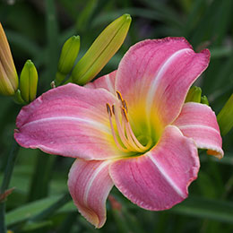 hemerocale-hemerocallis