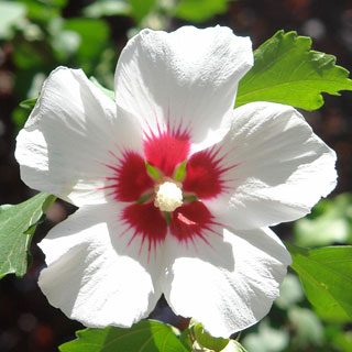hibisco-hibiscus-arbusto