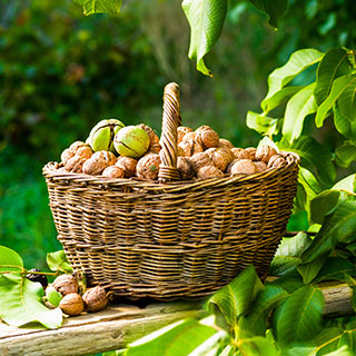 nogueira-juglans-carya nogueira-juglans-carya