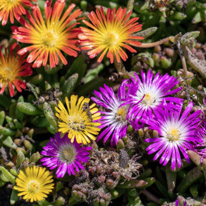 perene-beldroega-delosperma