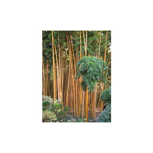 Os bambus