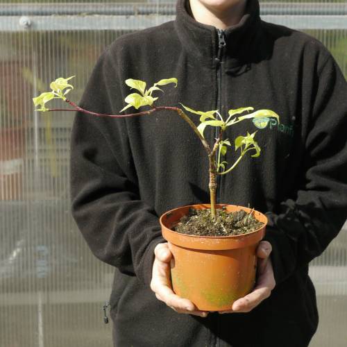 Corniso das pagodes com folhas variegadas