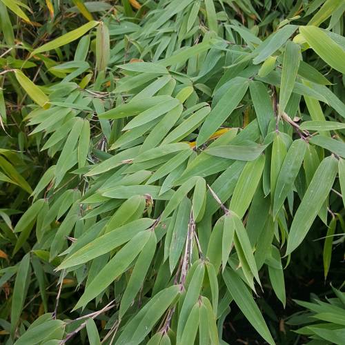 Bambu Fargesia nitida 'Gansu'