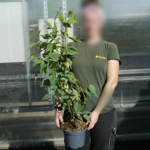 Eritrina Crista de Galo