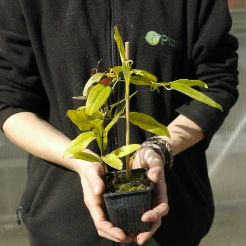 Clematite armandii