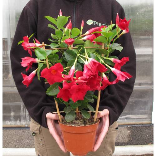 Dipladenia Vermelho