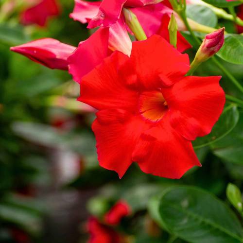 Dipladenia Vermelho