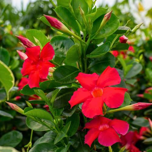 Dipladenia Vermelho