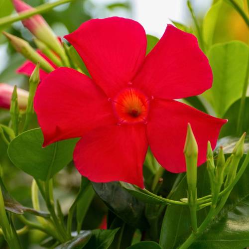 Dipladenia Vermelho