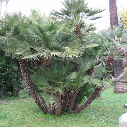 palmeira-ana_PT_500_0000376.jpg
