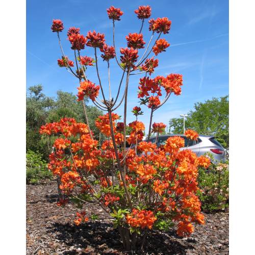 Azalea mollis 'Gibraltar'