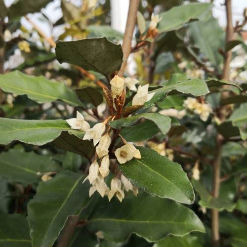 Kit Sebe florida Emma