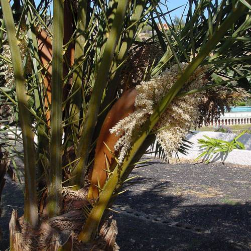 Palmeira-das-canárias