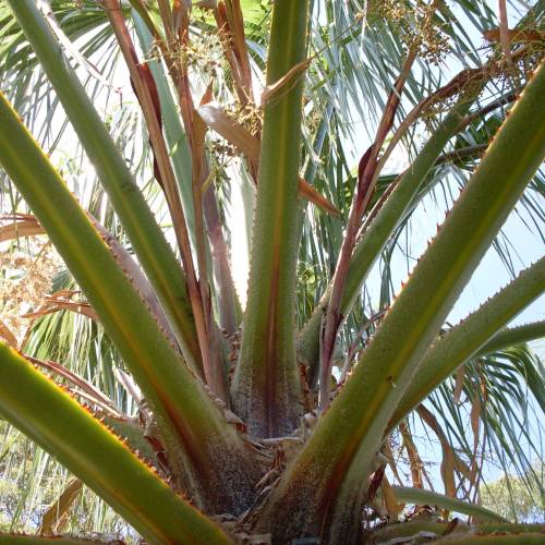 Palmeira do México