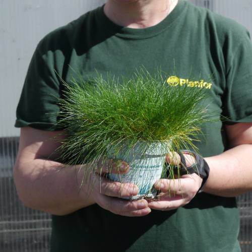 Festuca gautieri