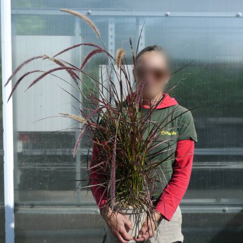 Gramnea dos escovilhes 'Fireworks'