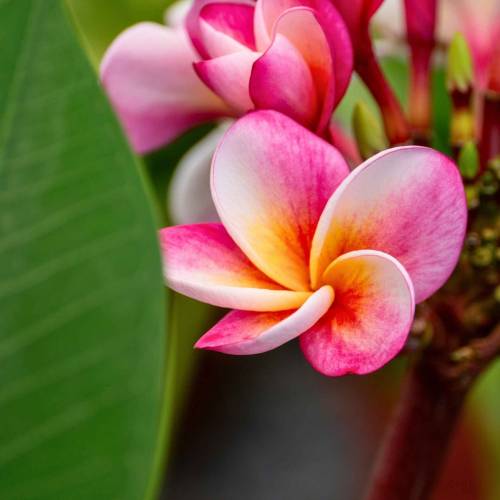 Plumeria rosa