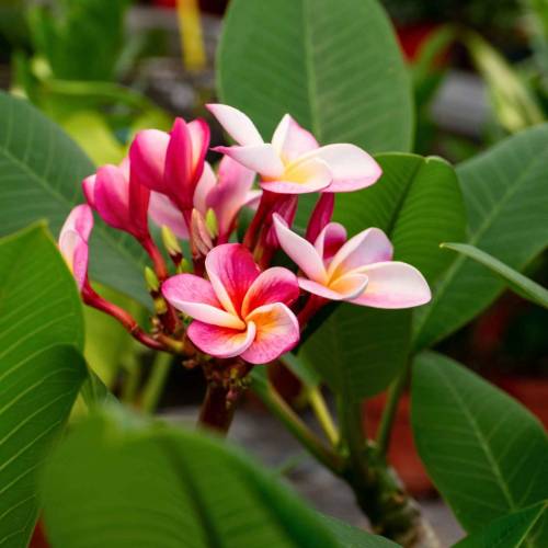 Plumeria rosa