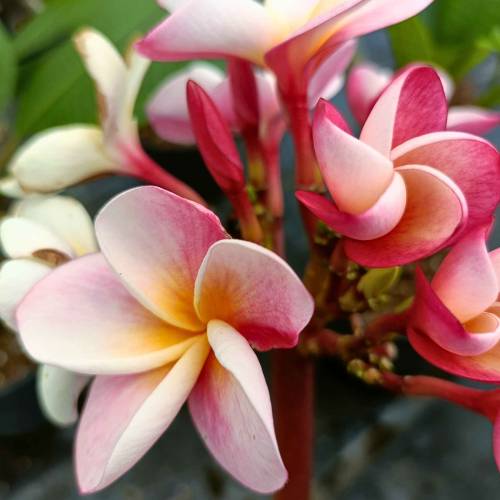 Plumeria rosa