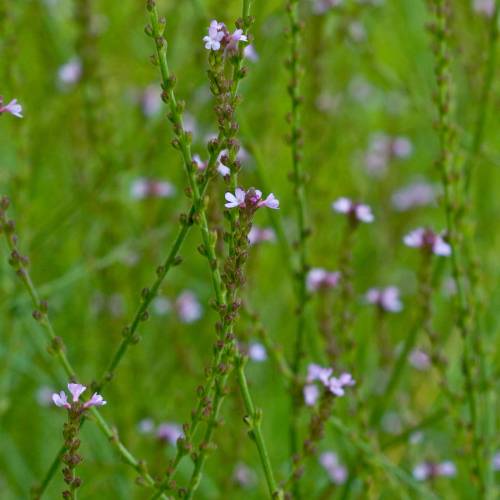 Verbena