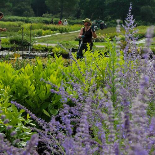 Perovskia 'Blue spire'