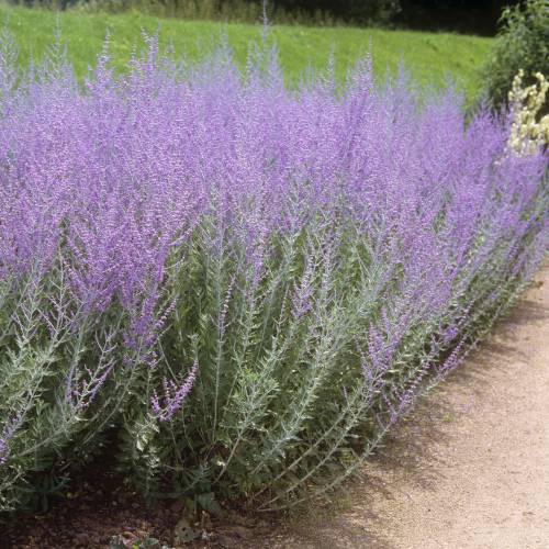 Perovskia 'Blue spire'