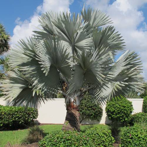 Palmeira de Bismarck