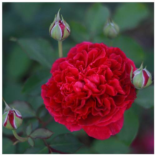 Roseira 'William Shakespeare 2000'