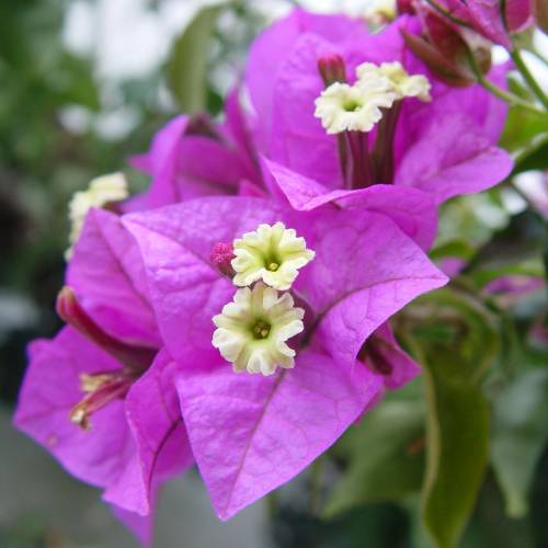 Buganvília lilás