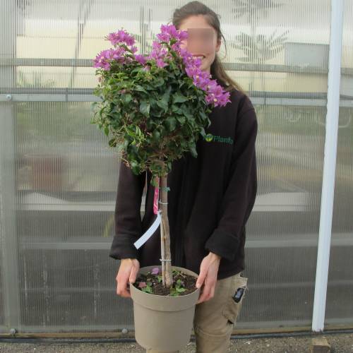 Buganv�lia lil�s