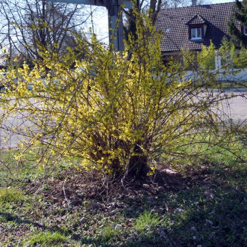 Forsythia suspensa