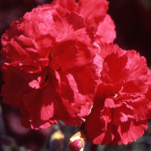 Cravo vermelho : venda Cravo vermelho / Dianthus plumarius Rubra