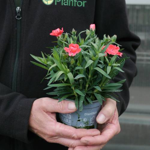 Cravo rosa salm�o