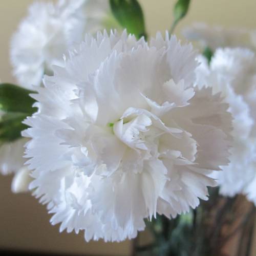 Cravo branco : venda Cravo branco / Dianthus plumarius Alba