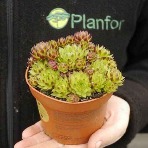Barba de Jpiter sempervivum, Houseleek