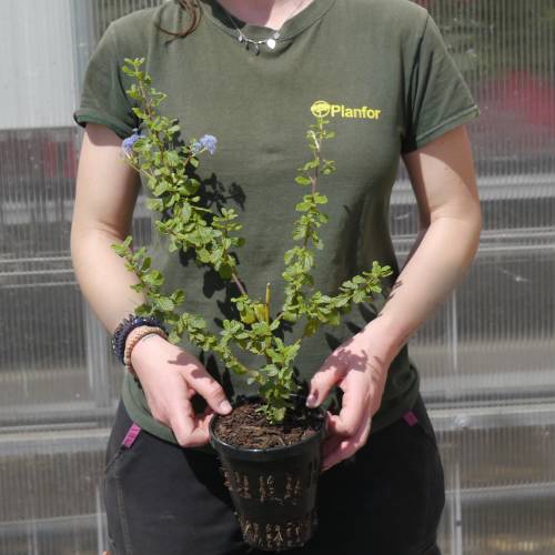 Ceanothus de Burkwood