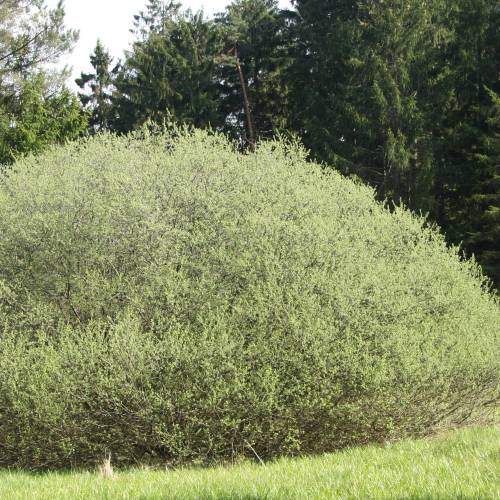 Salgueiro de folhas de alecrim