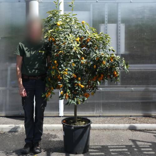 Kumquat