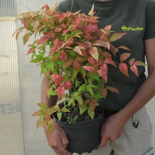 Bambu sagrado ano 'Fire power'