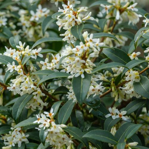 Osmanthus x Burkwoodi