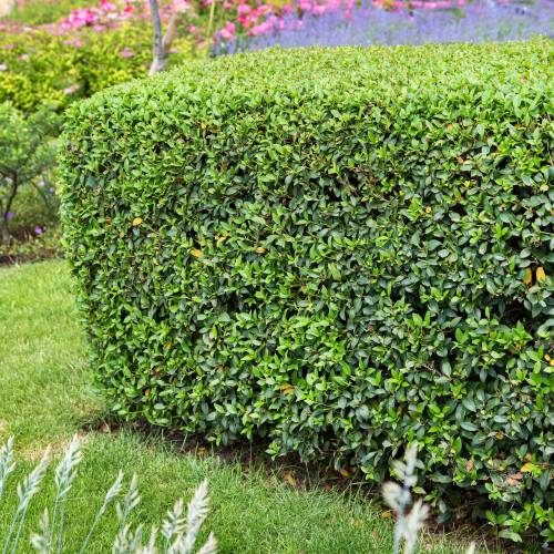Osmanthus x Burkwoodi