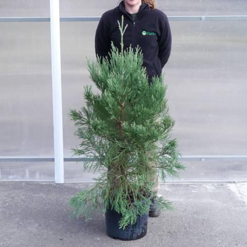 Sequia gigante