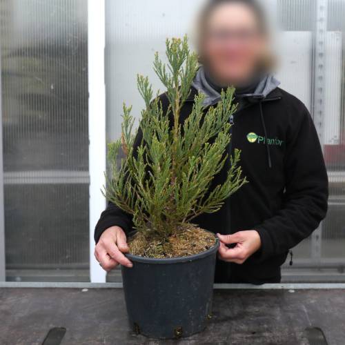 Sequia gigante