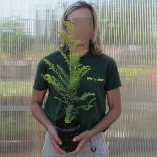 Sequia sempre verde