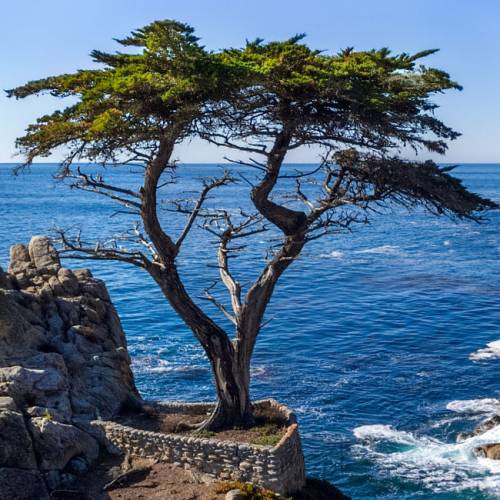 Cipreste da Calif�rnia