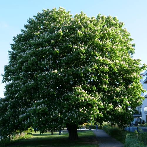 Castanheiro da �ndia
