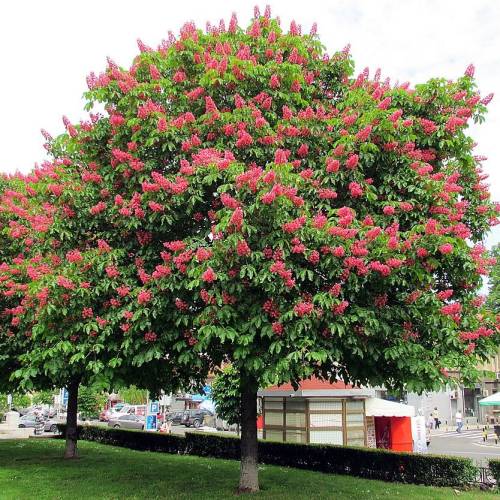 Castanheiro de flores vermelhas